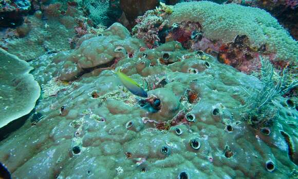 Image of Eye-lash Harptail-Blenny