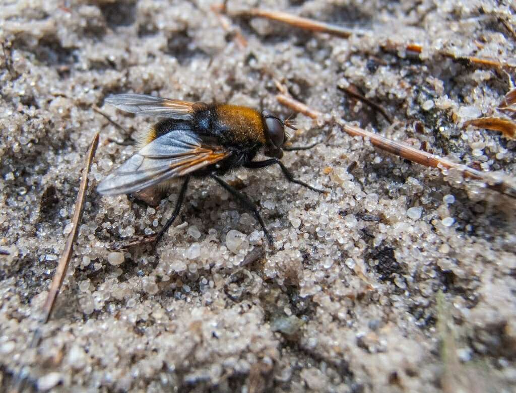 Sivun Mesembrina mystacea (Linnaeus 1758) kuva