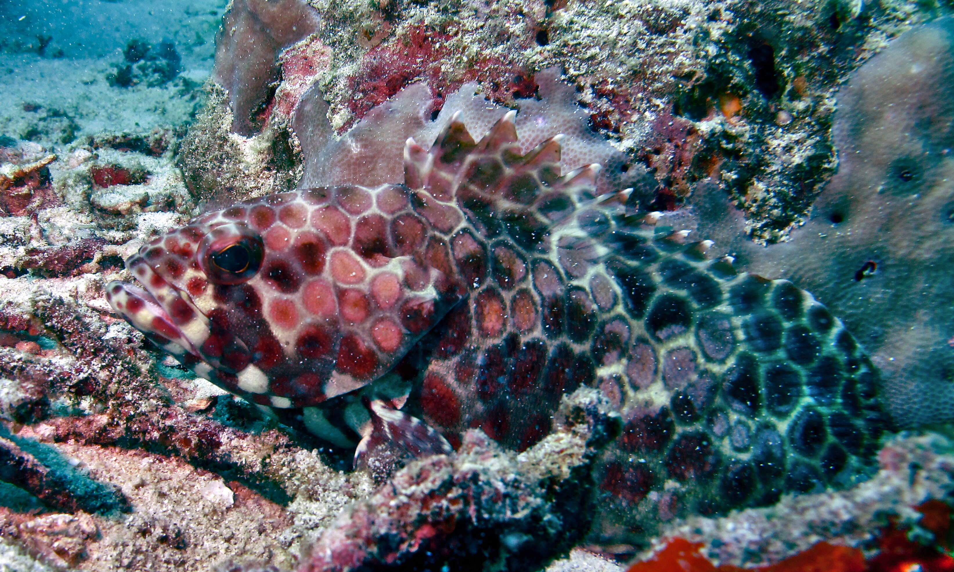 Epinephelus merra Bloch 1793 resmi