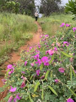 Image of Tephrosia grandiflora (Aiton) Pers.