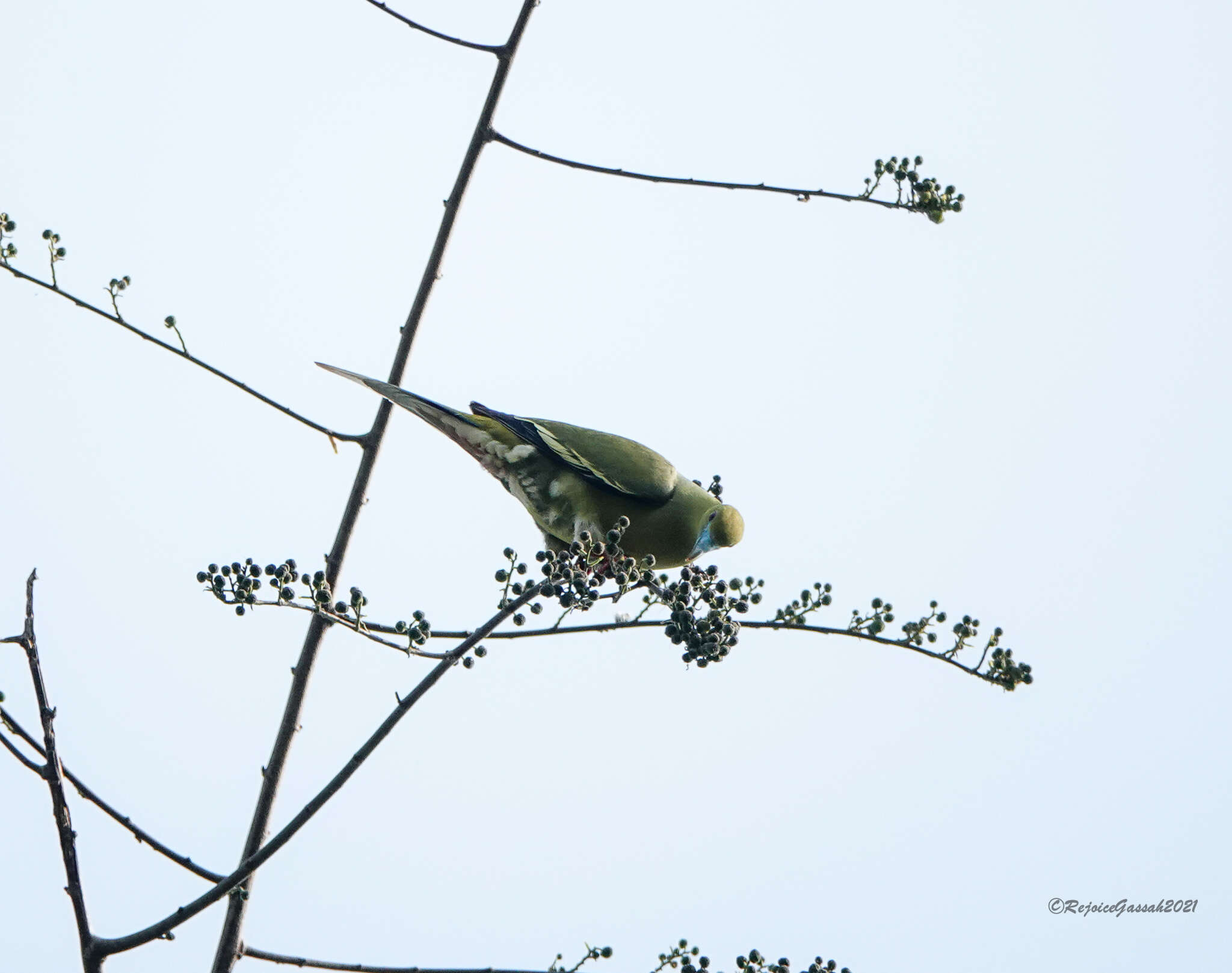 Image of Pin-tailed Green Pigeon