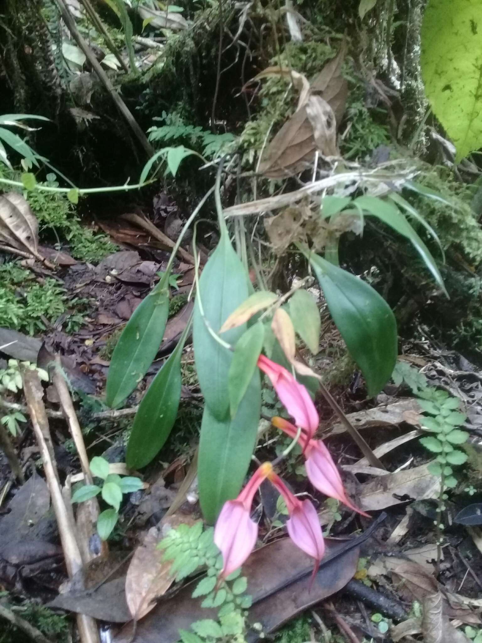 Imagem de Masdevallia rosea Lindl.