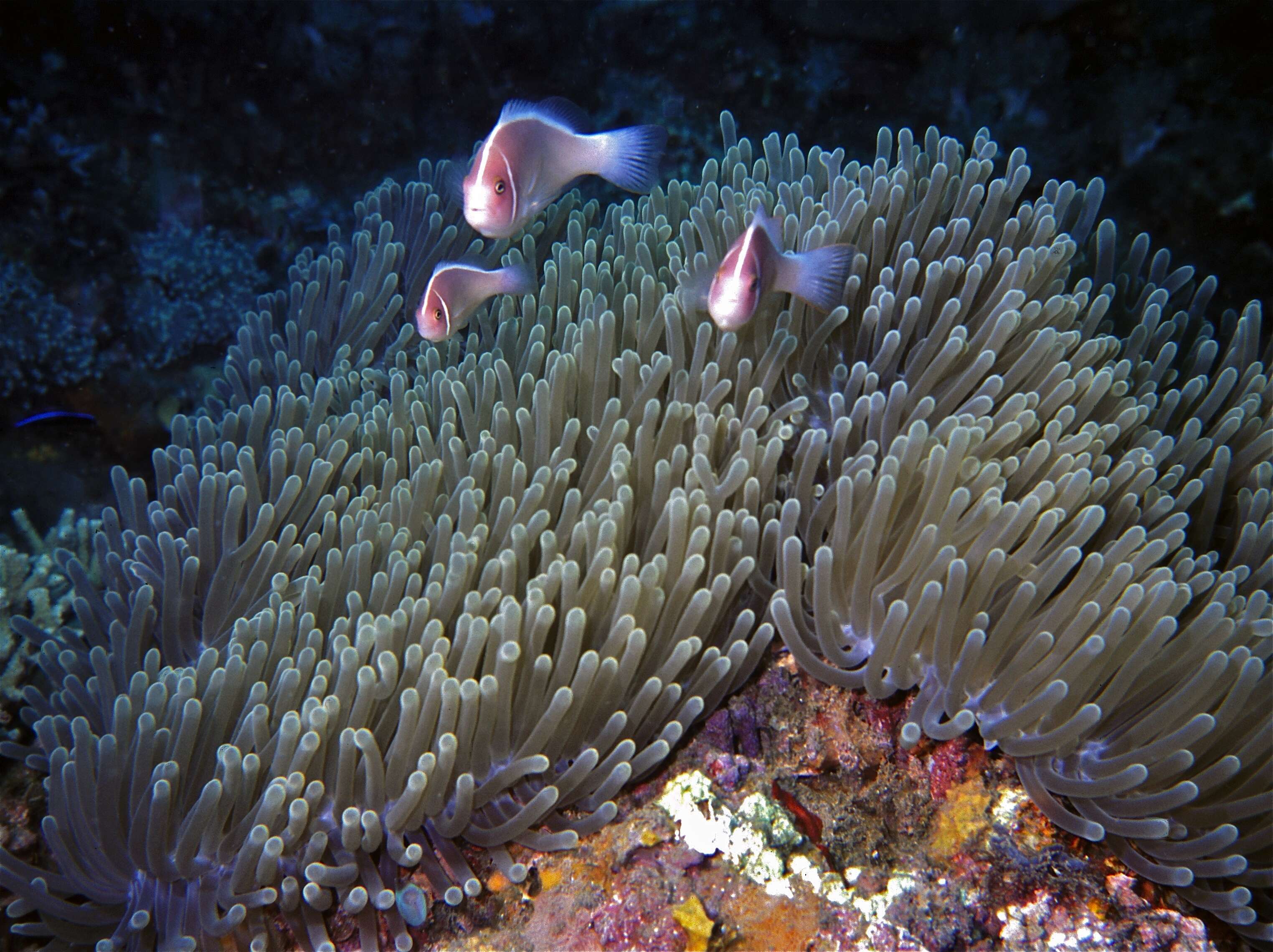 Image of Pink anemonefish