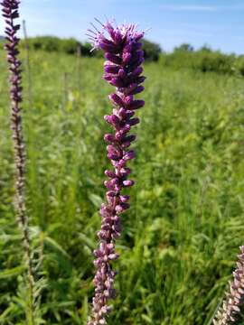 Image of Button Snakewort