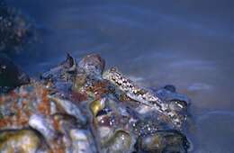 Image of Common mudskipper