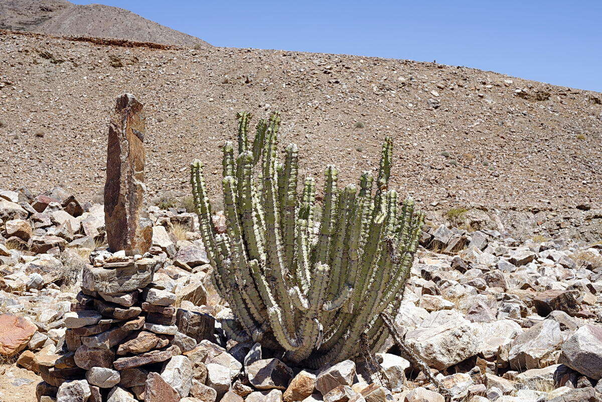 Image of Euphorbia virosa subsp. virosa