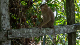 Image of Pig-Tail Macaque