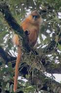 Image of Mitered Leaf-monkey; Sumatran Surili