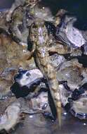 Image of Common mudskipper