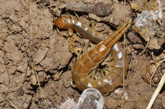 Image of Scolopendra cretica Lucas 1853