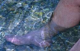 Image of Common mudskipper