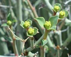 Imagem de Euphorbia gariepina subsp. gariepina