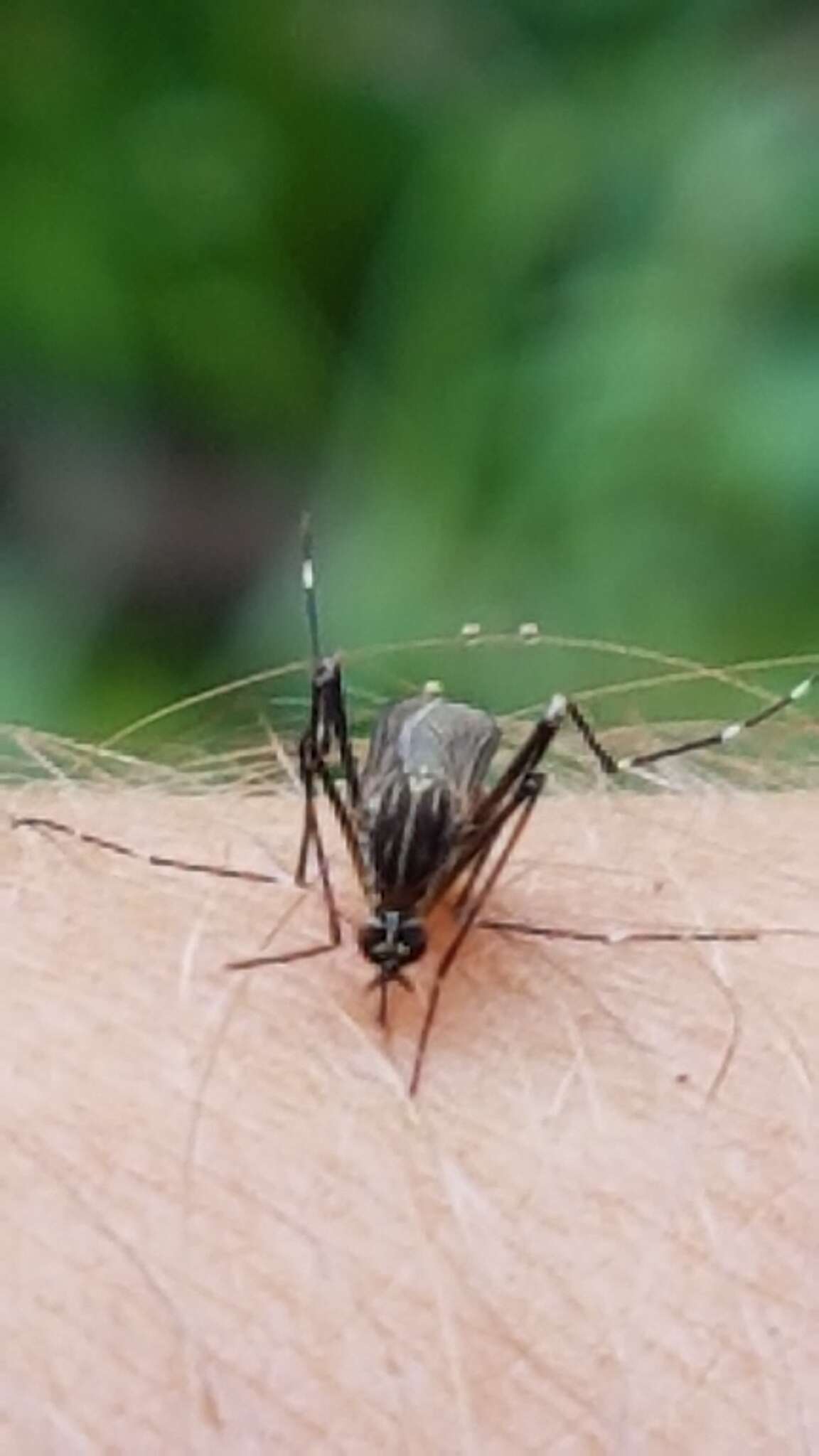 Image of Aedes koreicus (Edwards 1917)