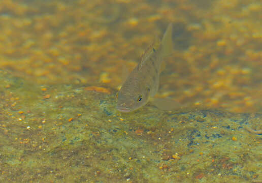 Image of Redbreast tilapia