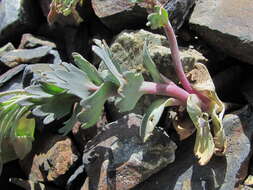 Pseudovesicaria digitata (C. A. Mey.) Rupr. resmi