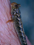 Image of Common mudskipper