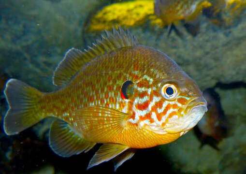 Image of Pumpkinseed