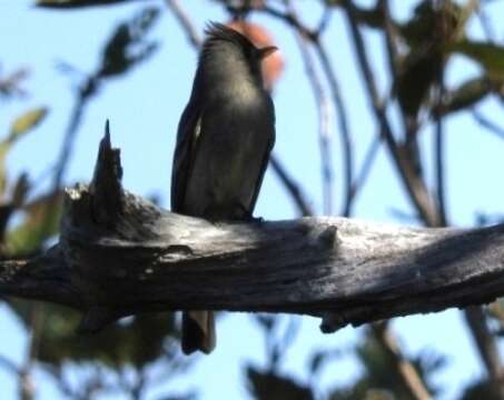 Image of Greater Pewee