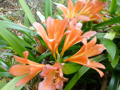 Image of Bush Lily