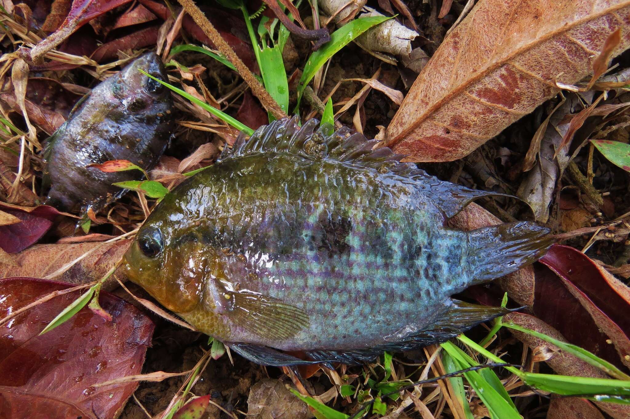 Image of Rainbow cichlid