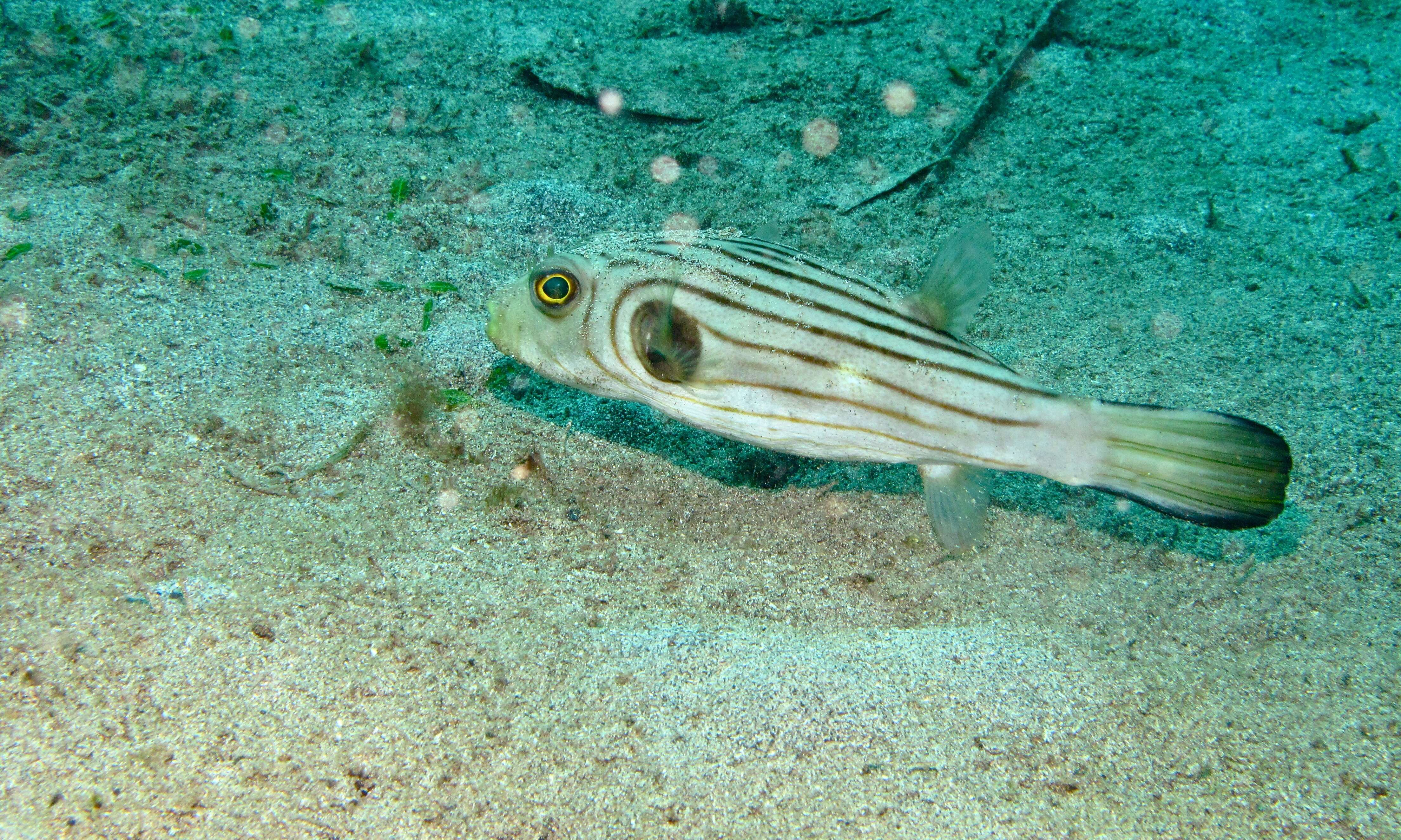 Image of Narrow-lined Puffer