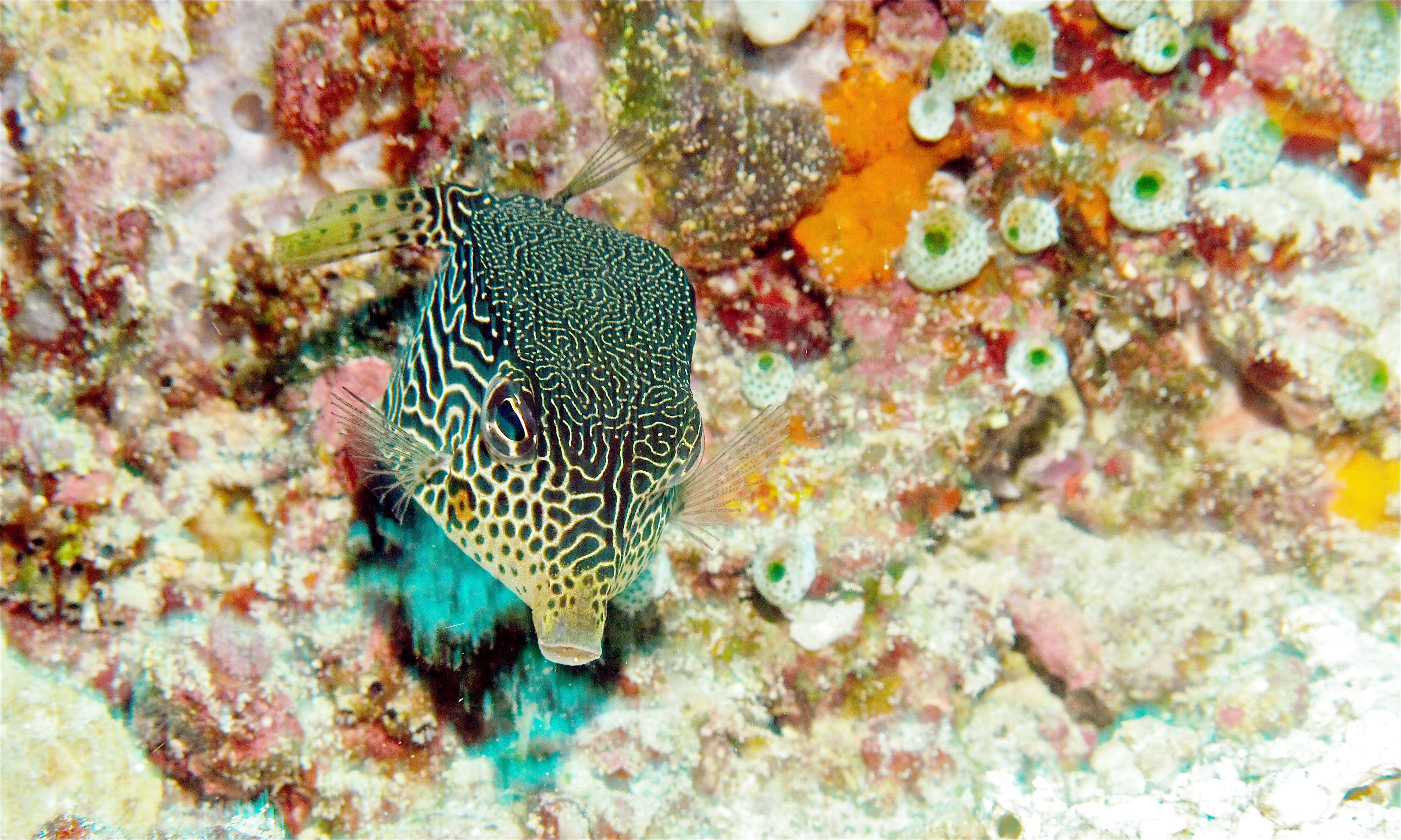 Image of Reticulate boxfish