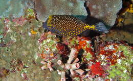 Image of Spotted boxfish