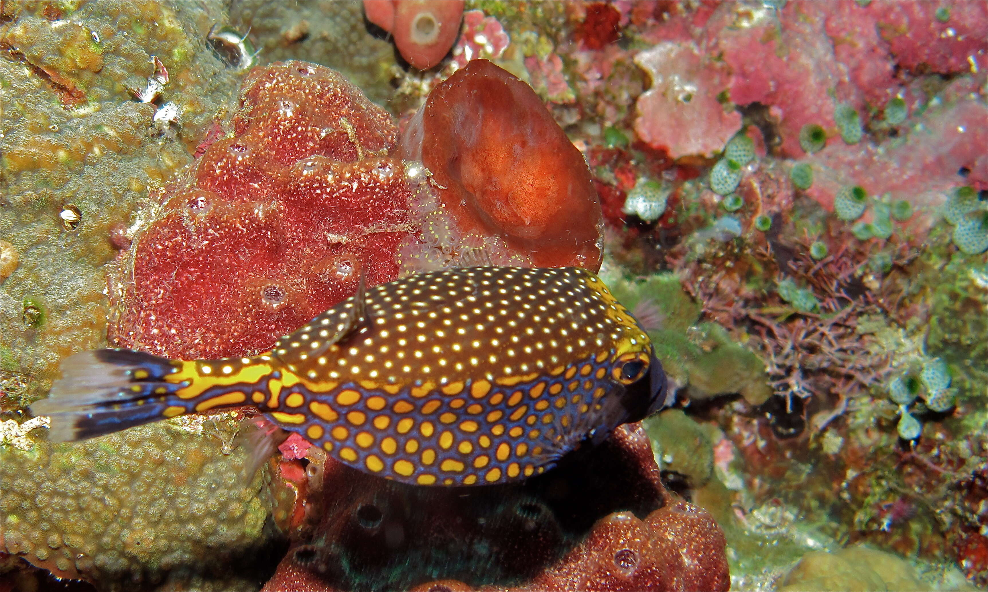 Image of Spotted boxfish