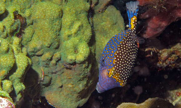 Image of Spotted boxfish