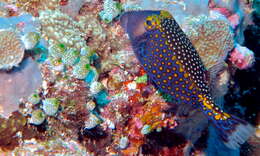 Image of Spotted boxfish