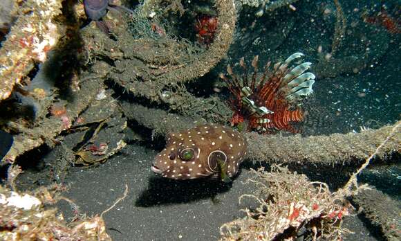 Image of Broadbarred Toadfish