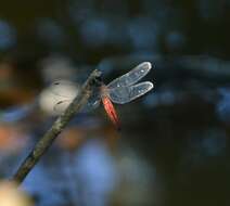 Plancia ëd Lyriothemis acigastra (Selys 1878)