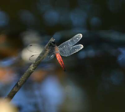 Image of little bloodtail