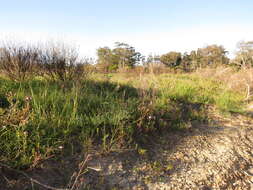 Image of Lebeckia contaminata (L.) Thunb.