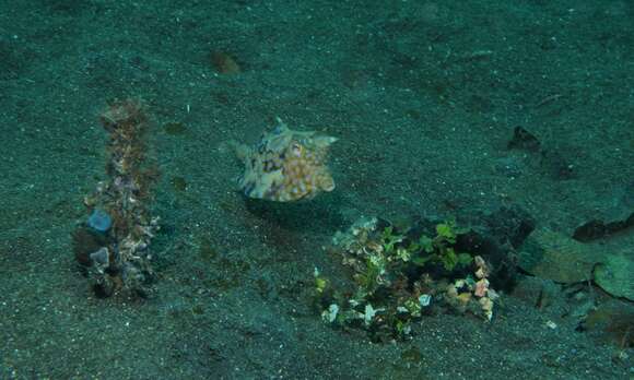 Image of Shorthorn cowfish