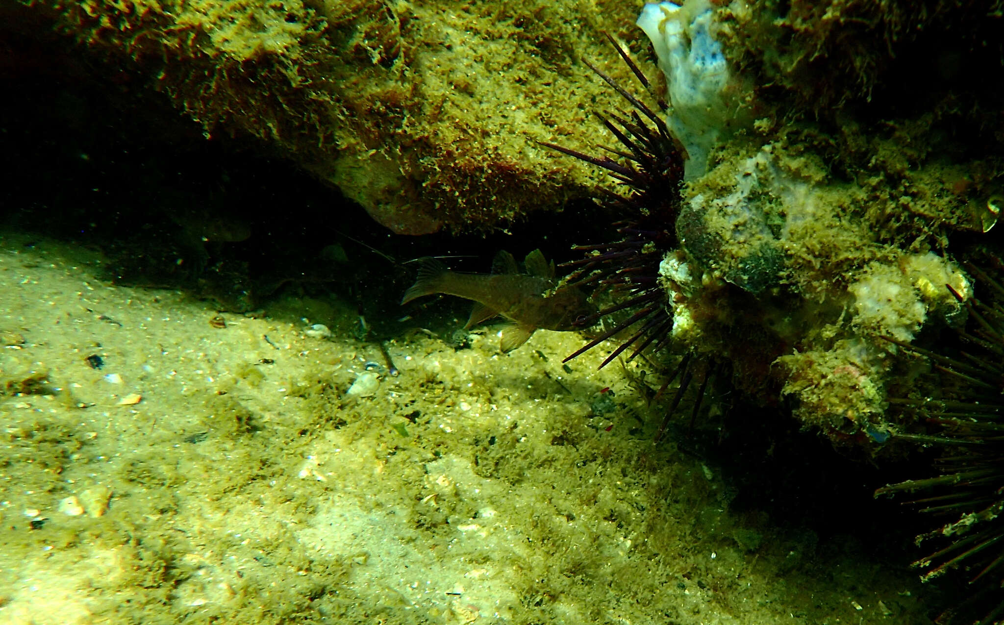 Image of Orange cardinalfish