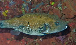 Image of Blue-spotted Puffer