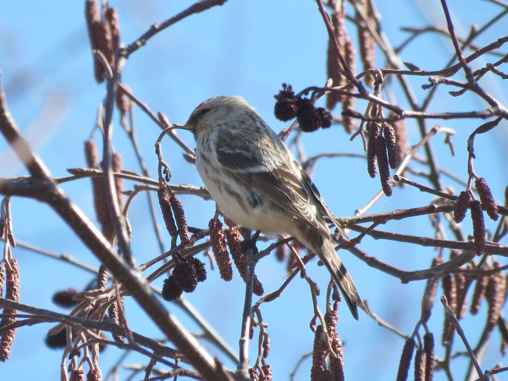 Image of Arctic Redpoll