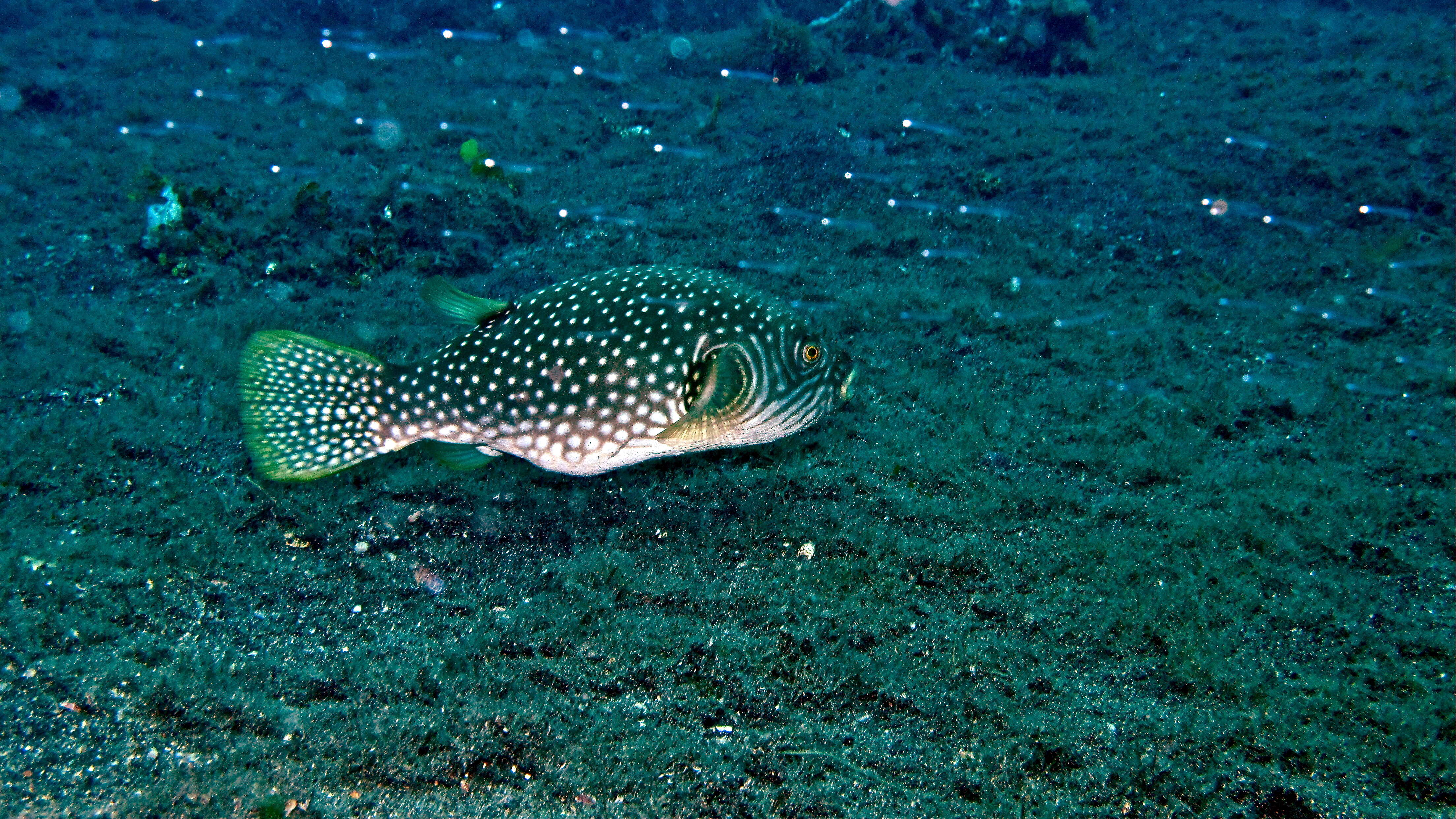 Image of Broadbarred Toadfish