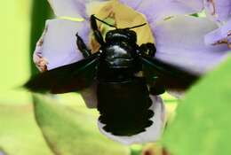 Image of Xylocopa latipes (Drury 1773)