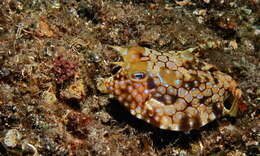 Image of Shorthorn cowfish