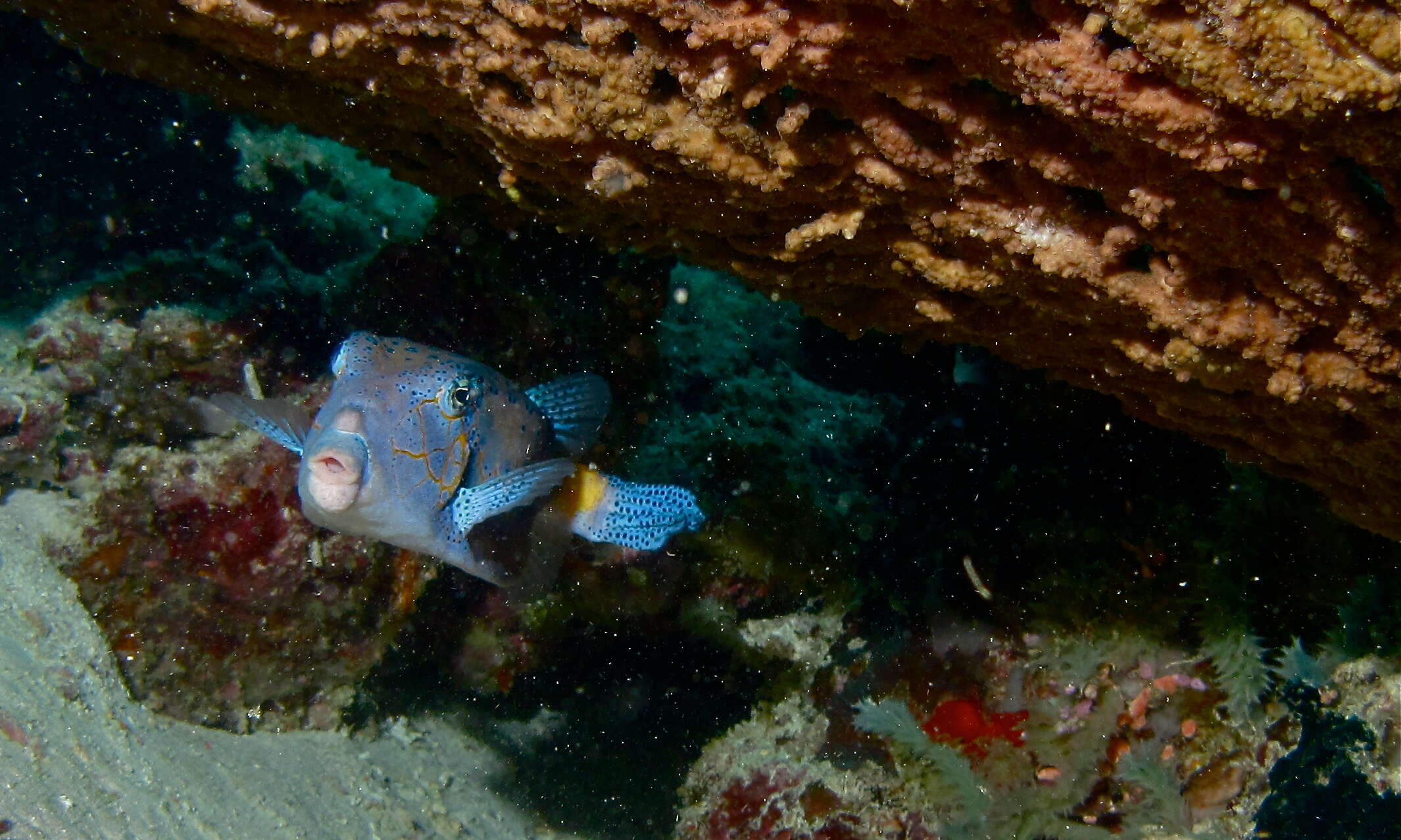 Image of Yellow boxfish