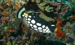 Image of clown triggerfish