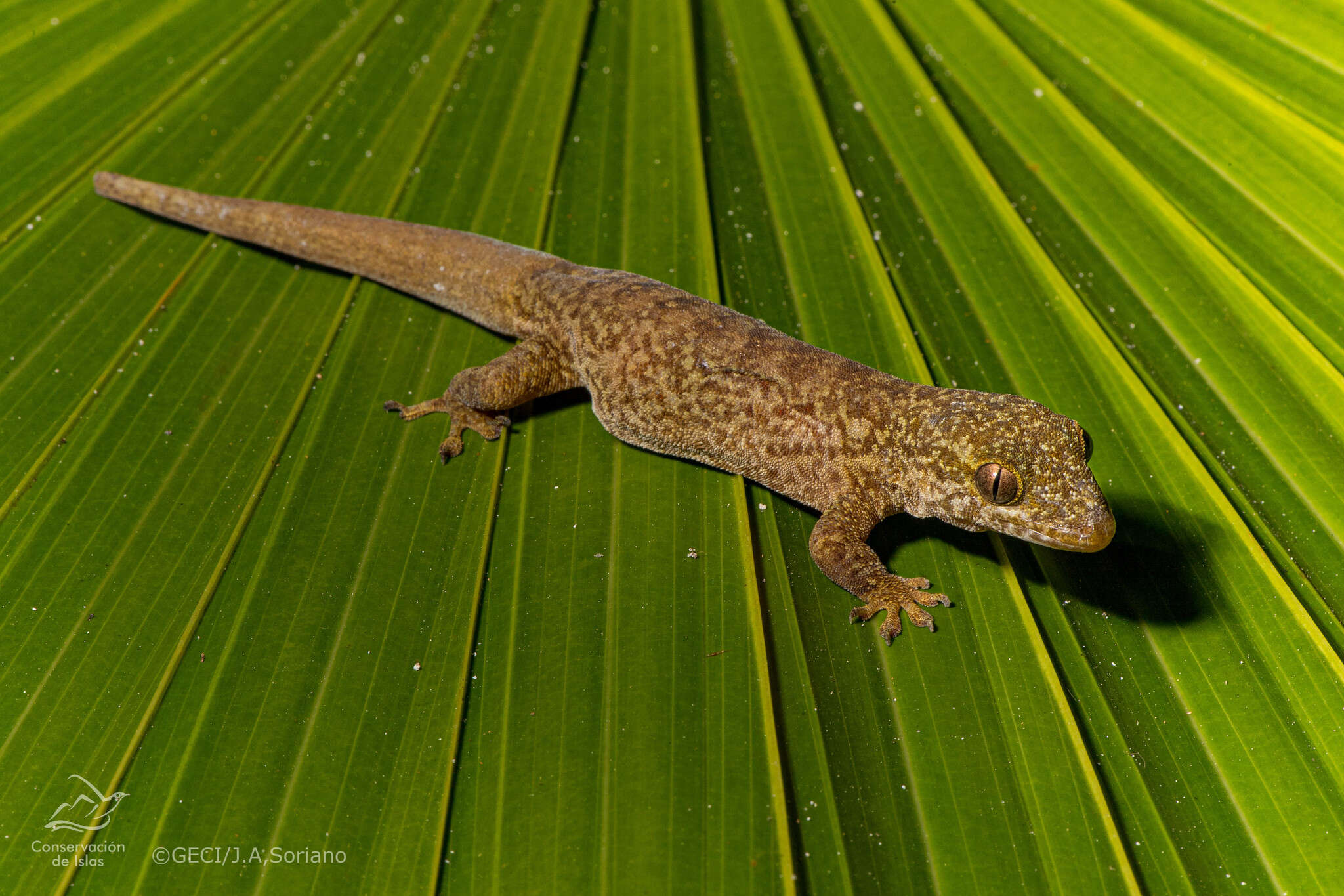 Image of Saint George Island Gecko