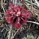 Drosera kaieteurensis Brumm.-Ding.的圖片