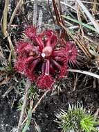 Image of Drosera kaieteurensis Brumm.-Ding.