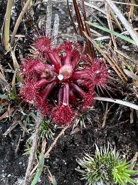 Image de Drosera kaieteurensis Brumm.-Ding.