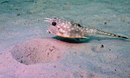 Image of Longhorn cowfish