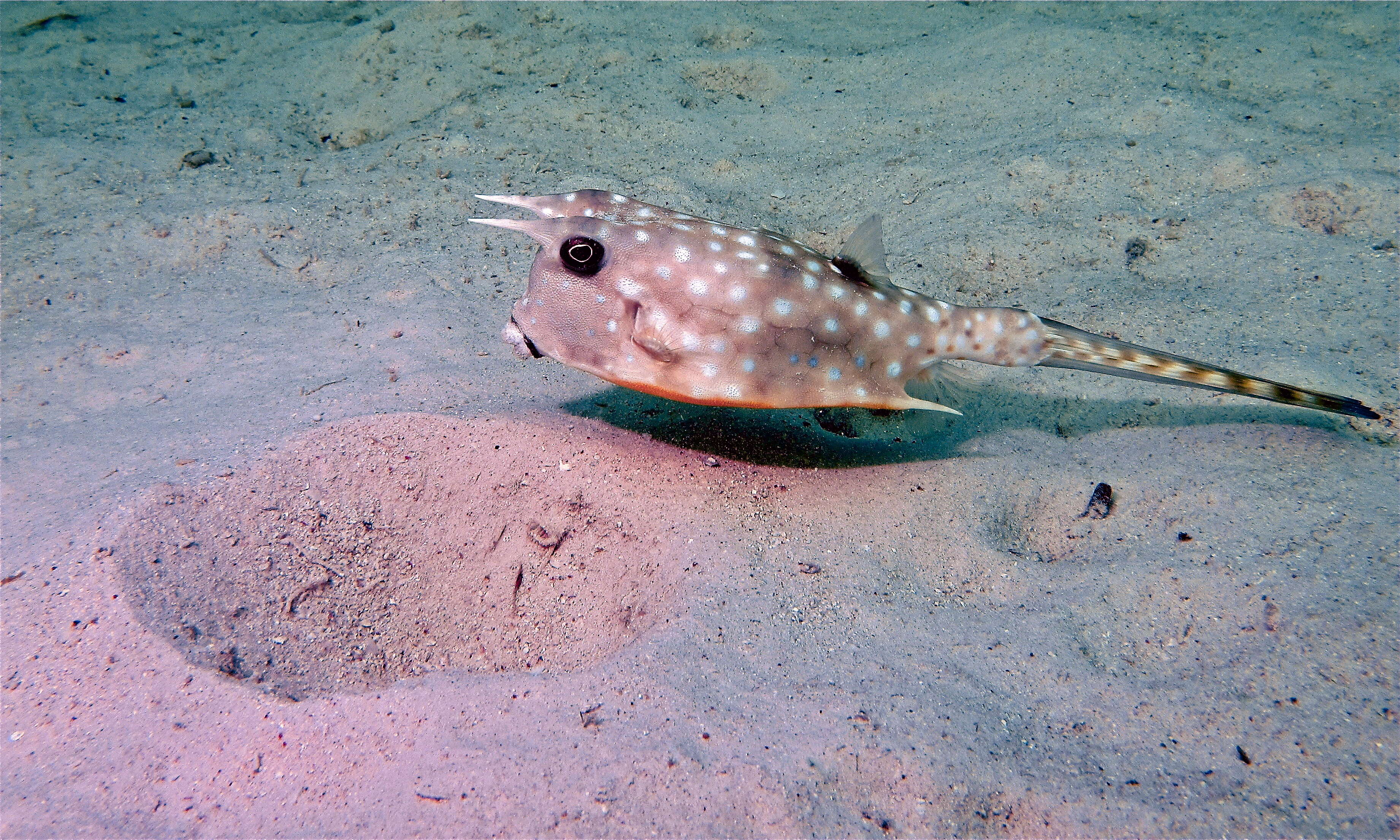 Image of Longhorn cowfish