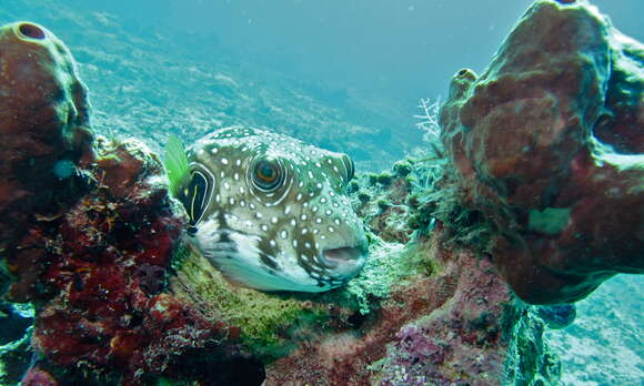 Image of Broadbarred Toadfish